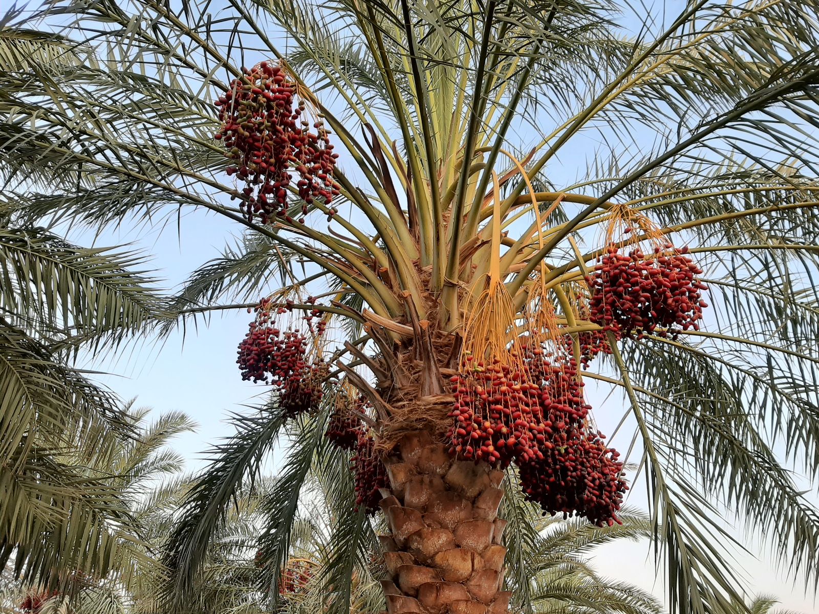 Date palm in Anduhjerd, Shahdad, Kerman — southern Iran